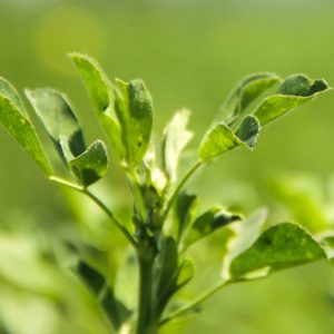 alimentacionycuidados-galeria01-promesafeliz-web-02_conejofeliz