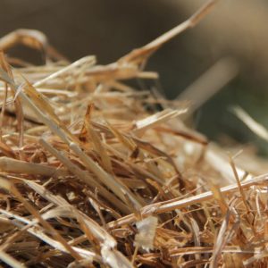 alimentacionycuidados-galeria02-promesafeliz-web-02_conejofeliz