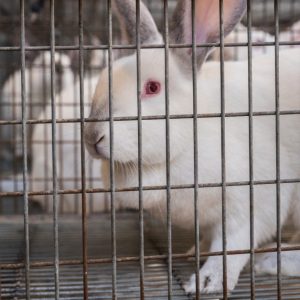 alimentacionycuidados-galeria03-promesafeliz-web-02_conejofeliz