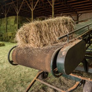 alimentacionycuidados-galeria04-promesafeliz-web-02_conejofeliz