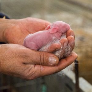 alimentacionycuidados-galeria05-promesafeliz-web-02_conejofeliz