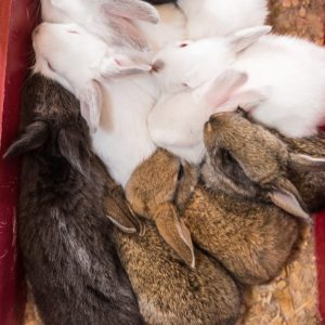 alimentacionycuidados-galeria06-promesafeliz-web-02_conejofeliz